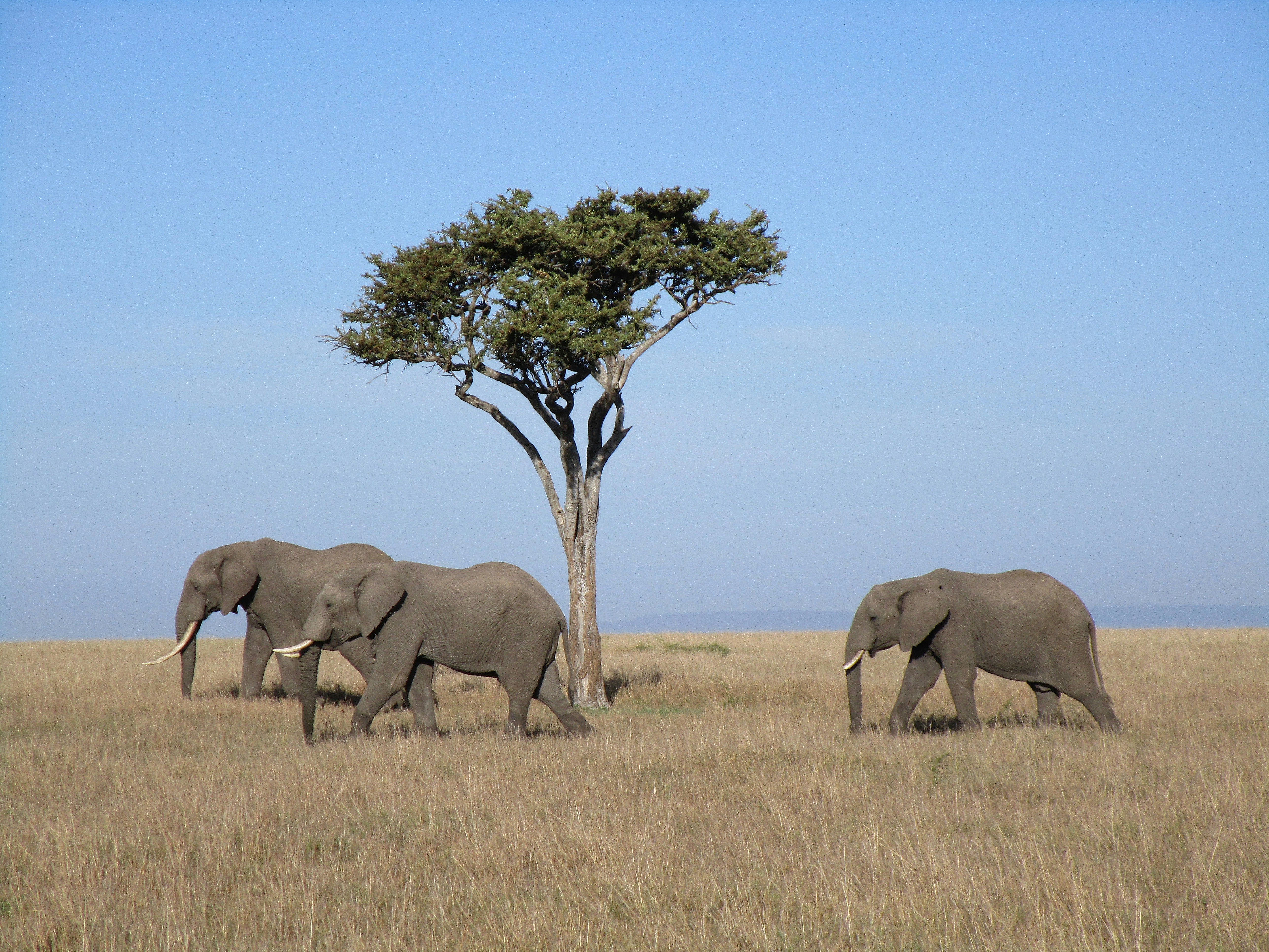 Photo by jeanneachille