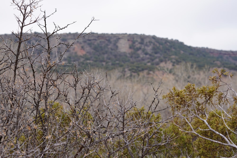 a group of trees with a hill in the background