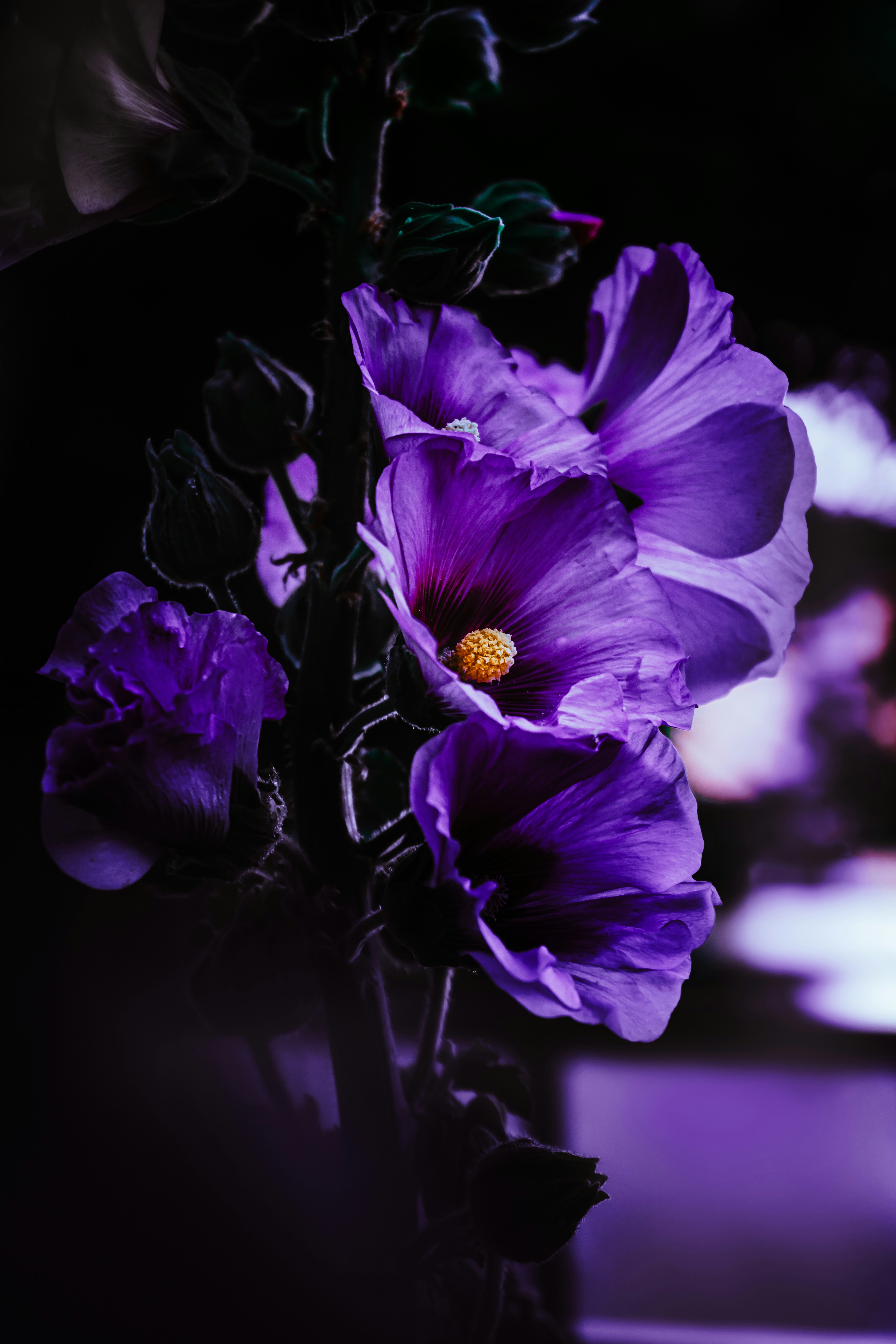 a close up of a purple flower