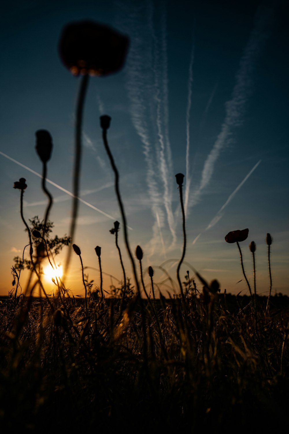 a group of dandelions in a field with the sun shining through the clouds