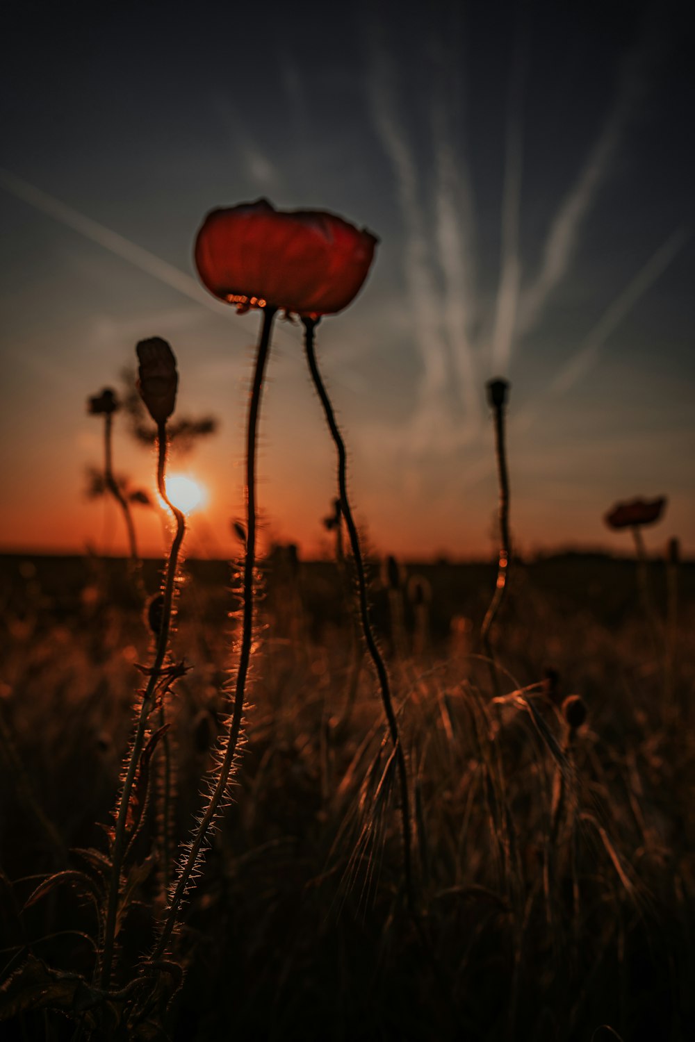 a group of mushrooms growing in a field