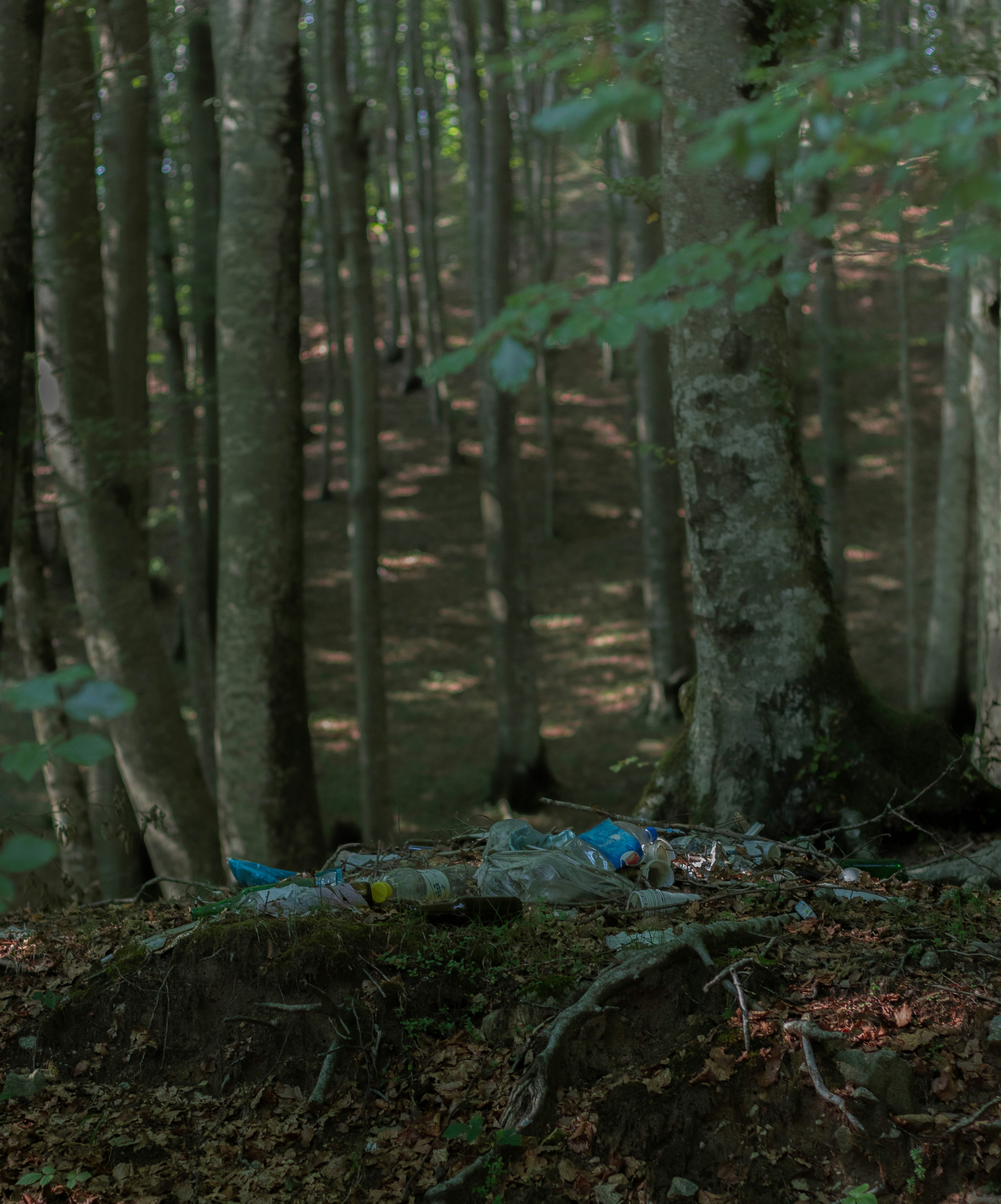 a forest with trees and a blue bottle in the middle