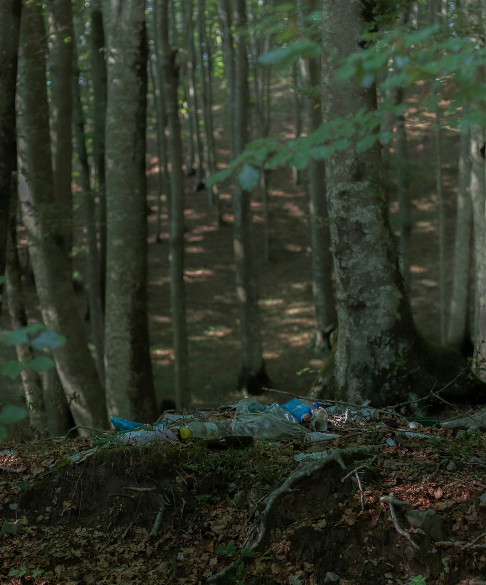 a forest with trees and a blue bottle in the middle