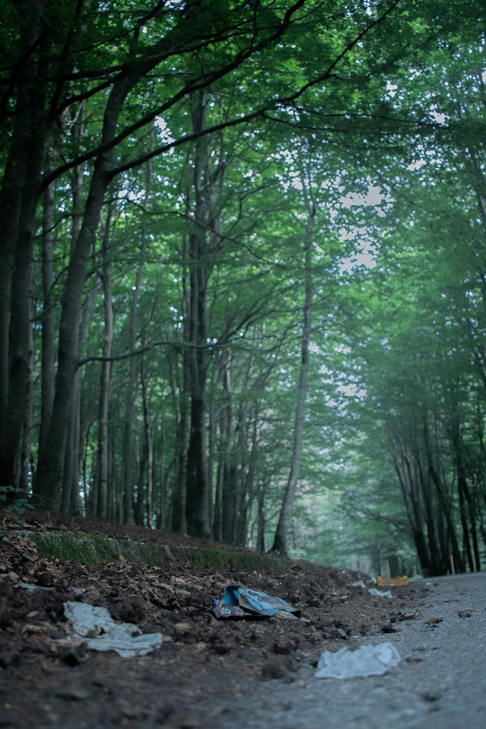 a person lying in a forest