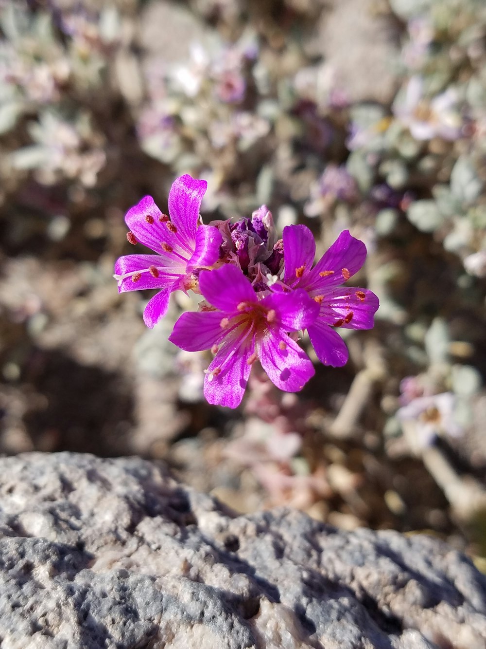 a close up of a purple flower