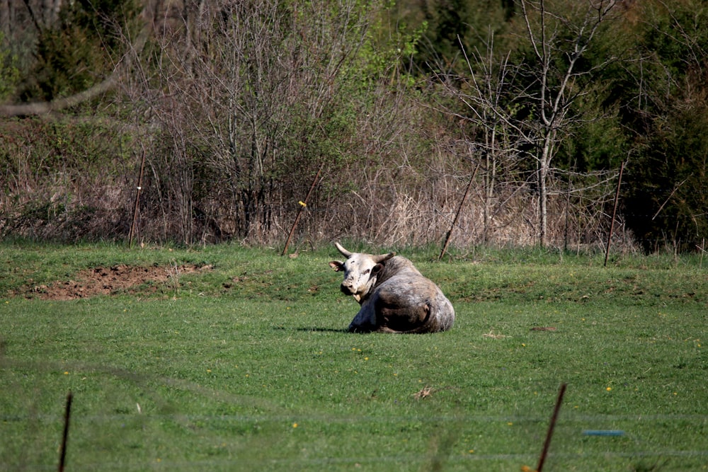 a cow lays in a grassy field