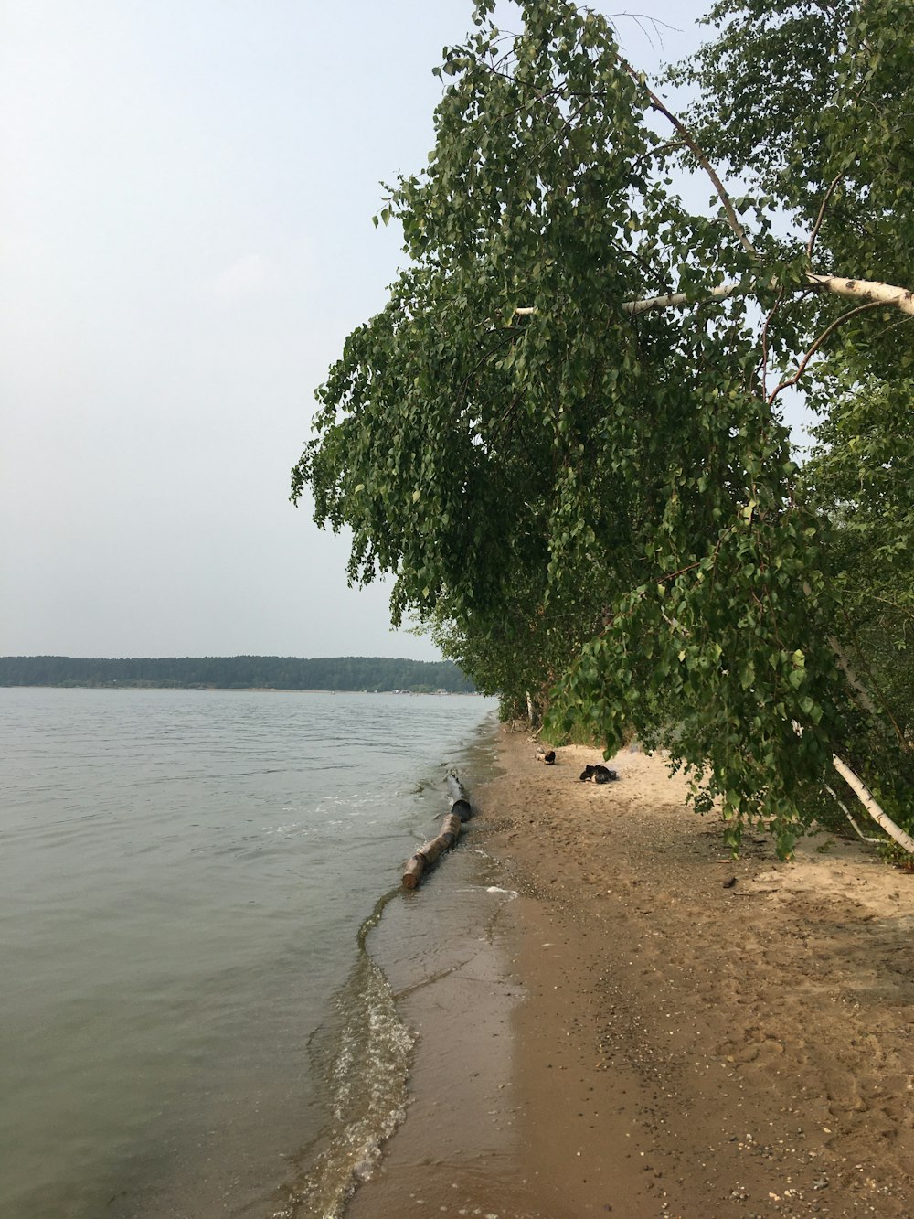 a tree next to a body of water