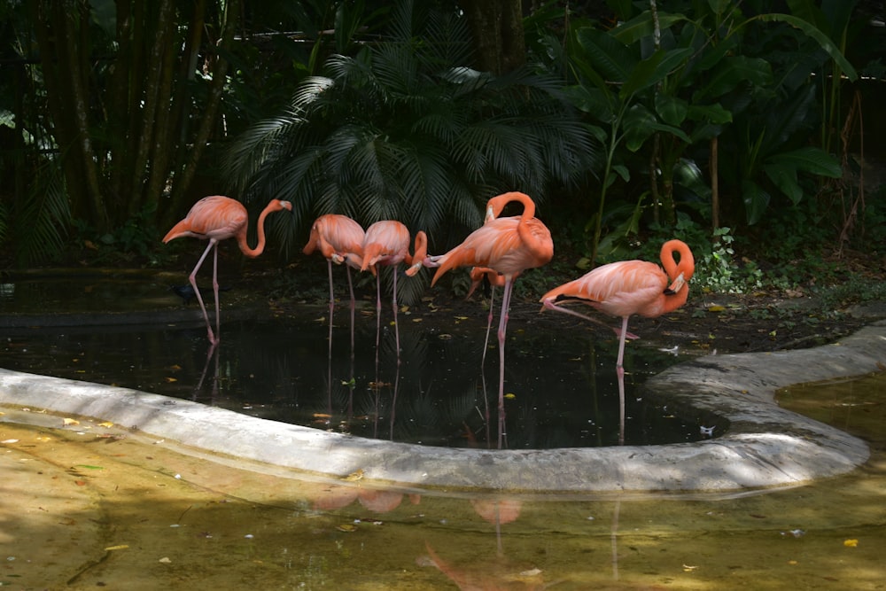 a group of flamingos drinking water