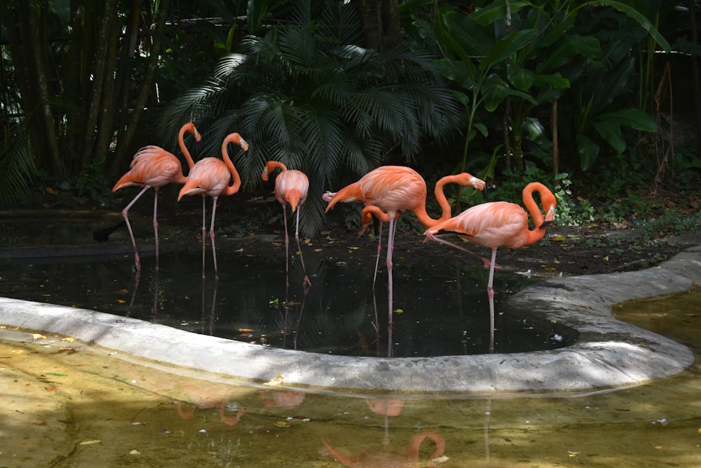 Eine Gruppe Flamingos trinkt Wasser