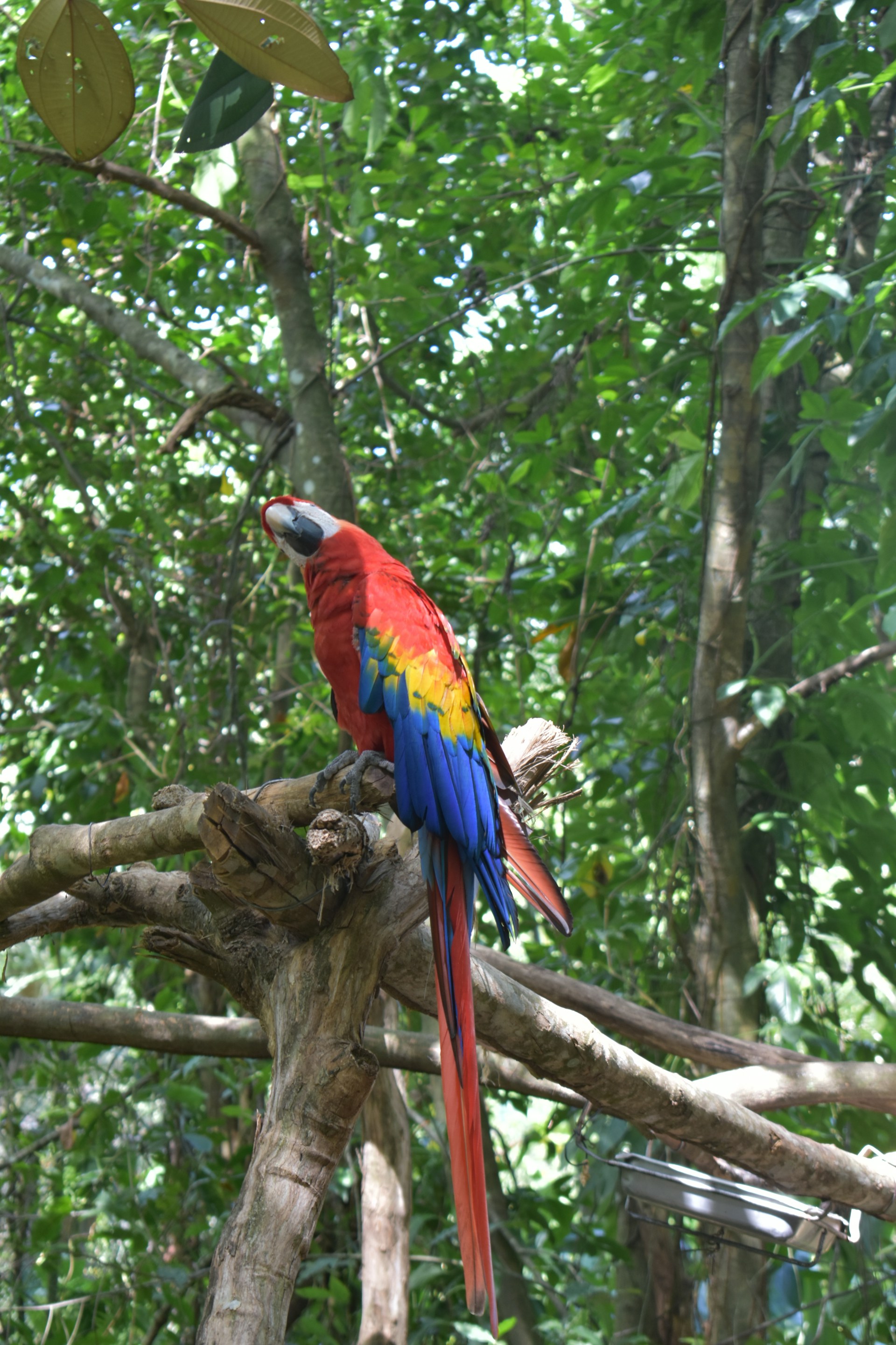 a colorful bird perched on a tree branch