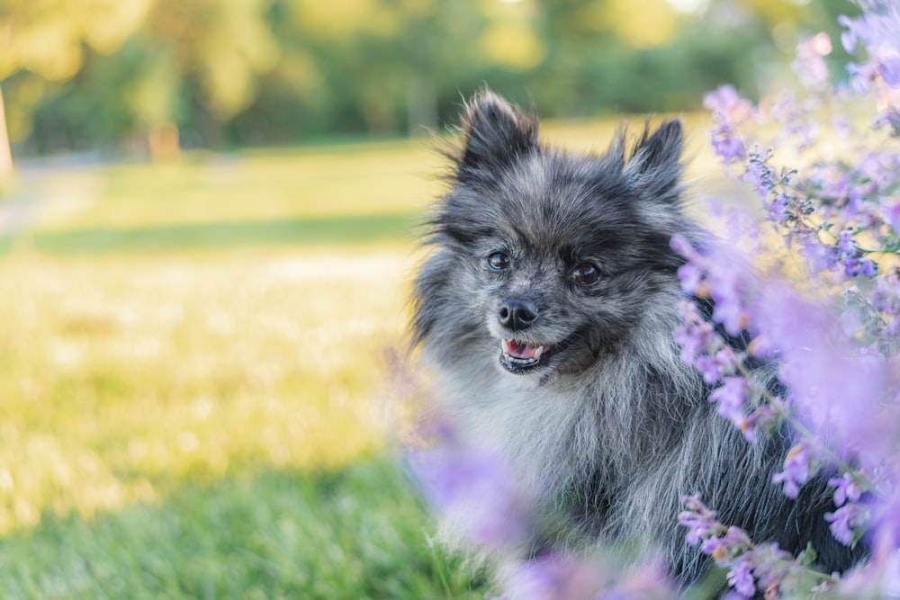 a dog in a field of purple flowers