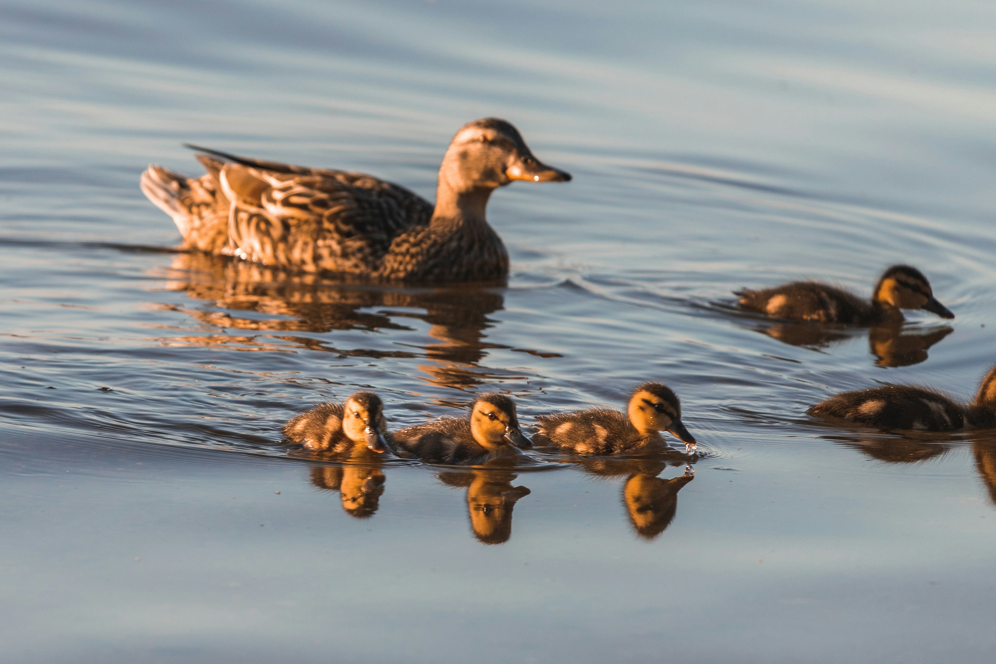 Photo by jewelsiepoo