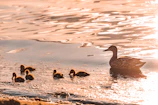a duck and her ducklings swimming in the water
