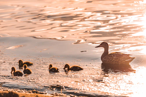 a duck and her ducklings swimming in the water