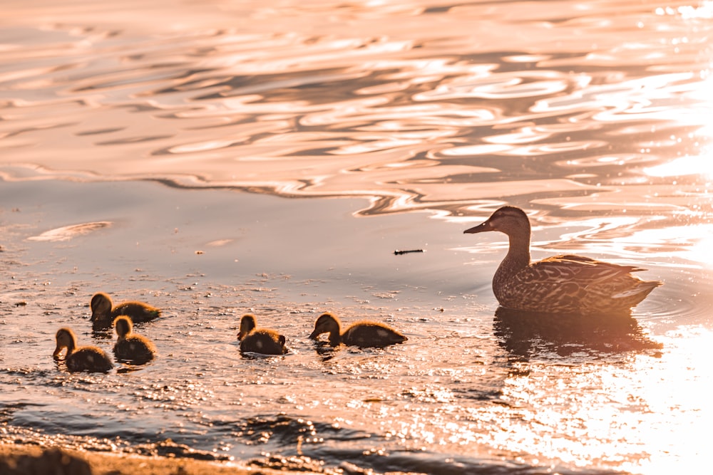 a duck and her ducklings swimming in the water