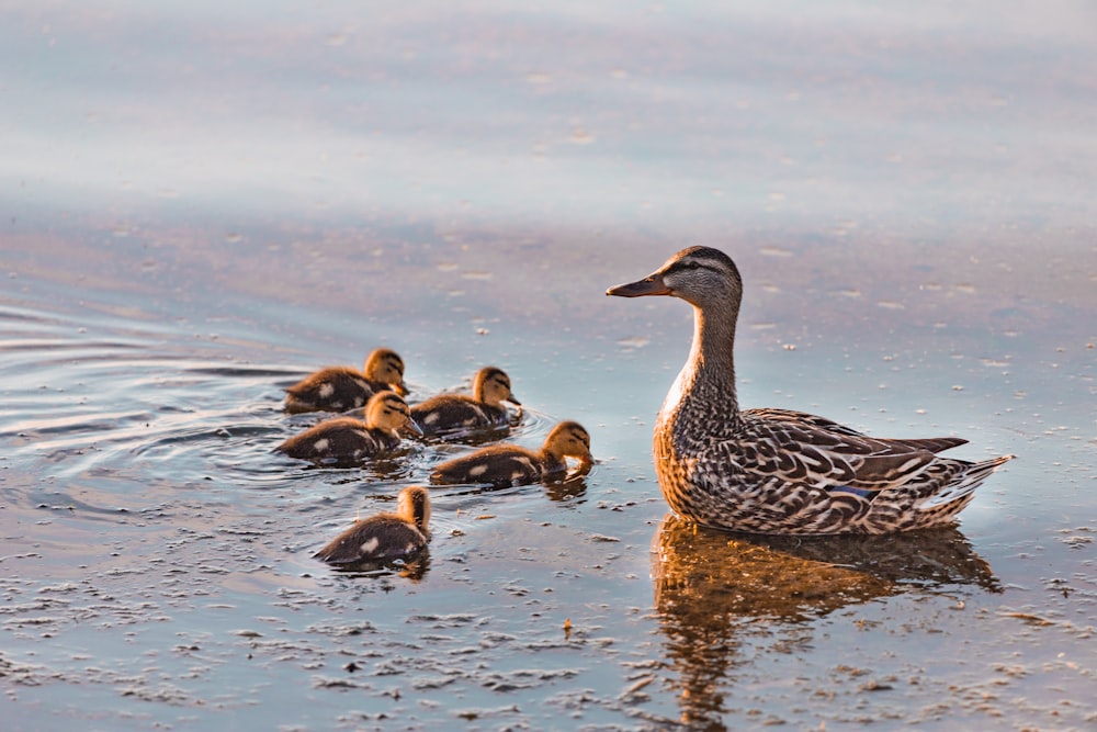 a duck with ducklings