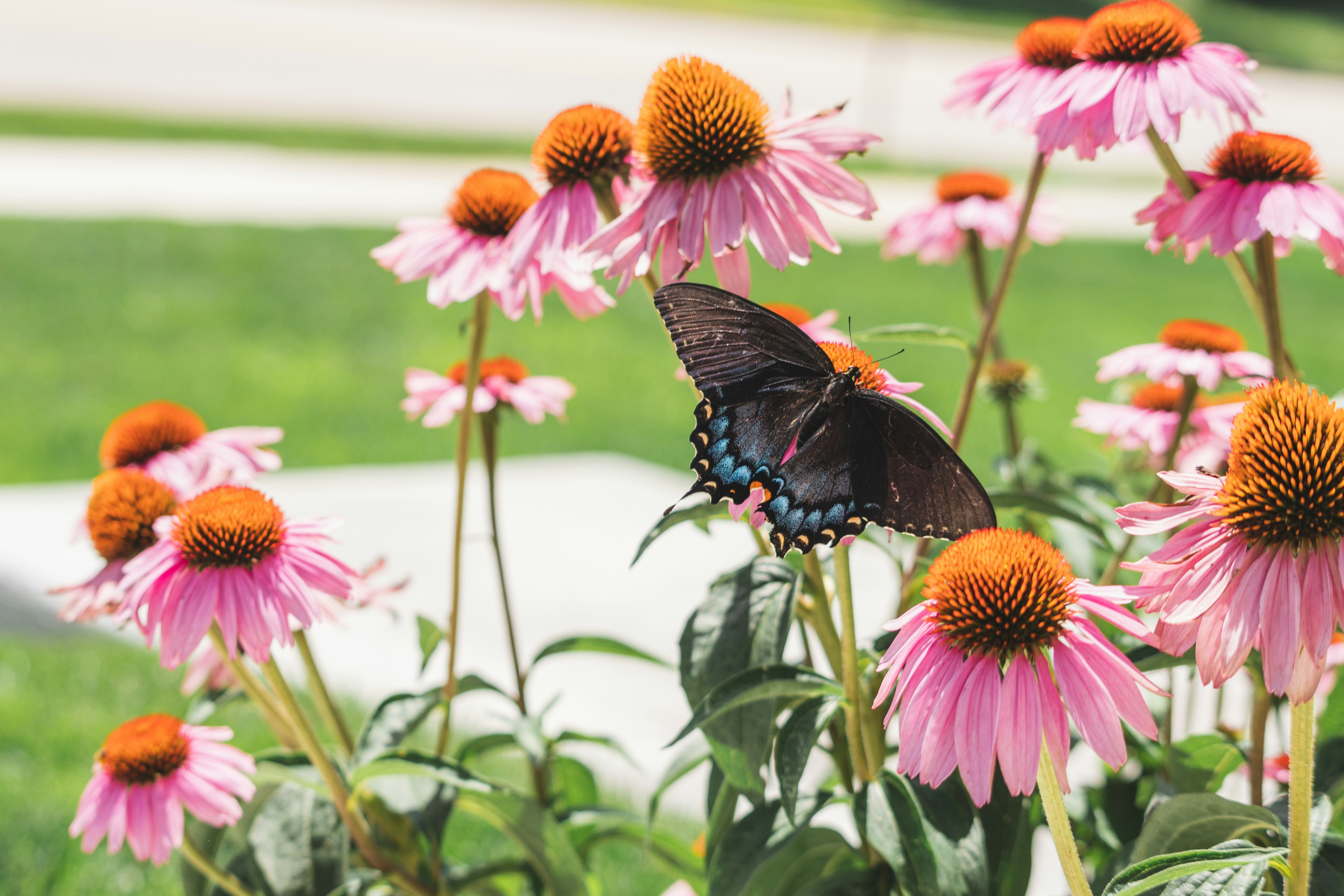 a butterfly on a flower