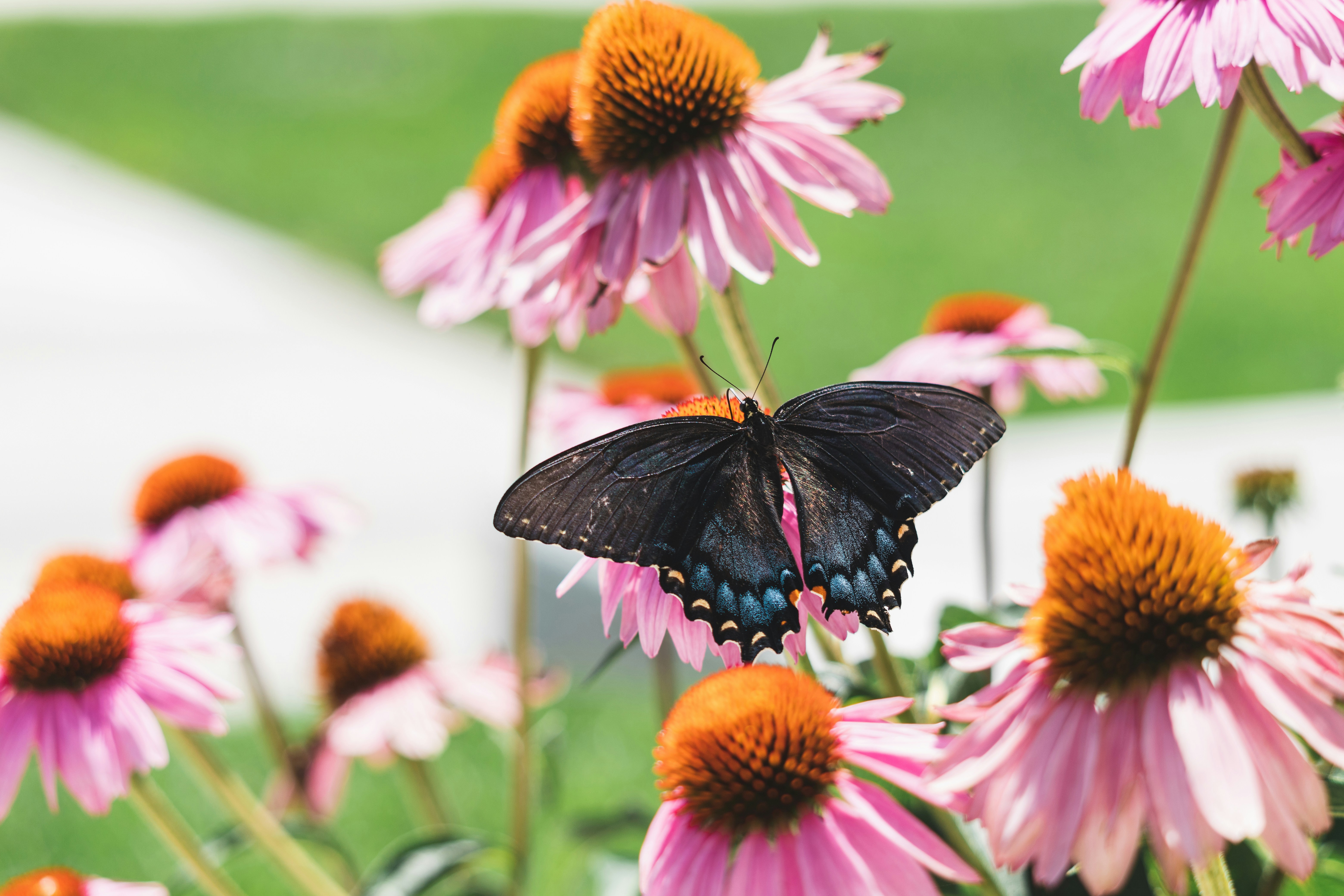 Photo by jewelsiepoo