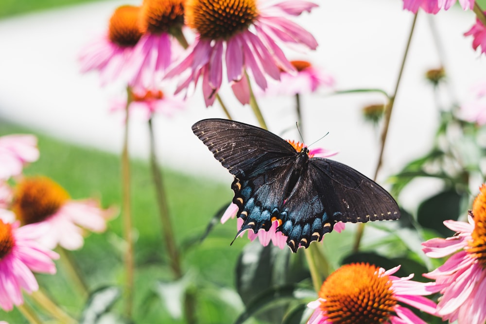 a butterfly on a flower