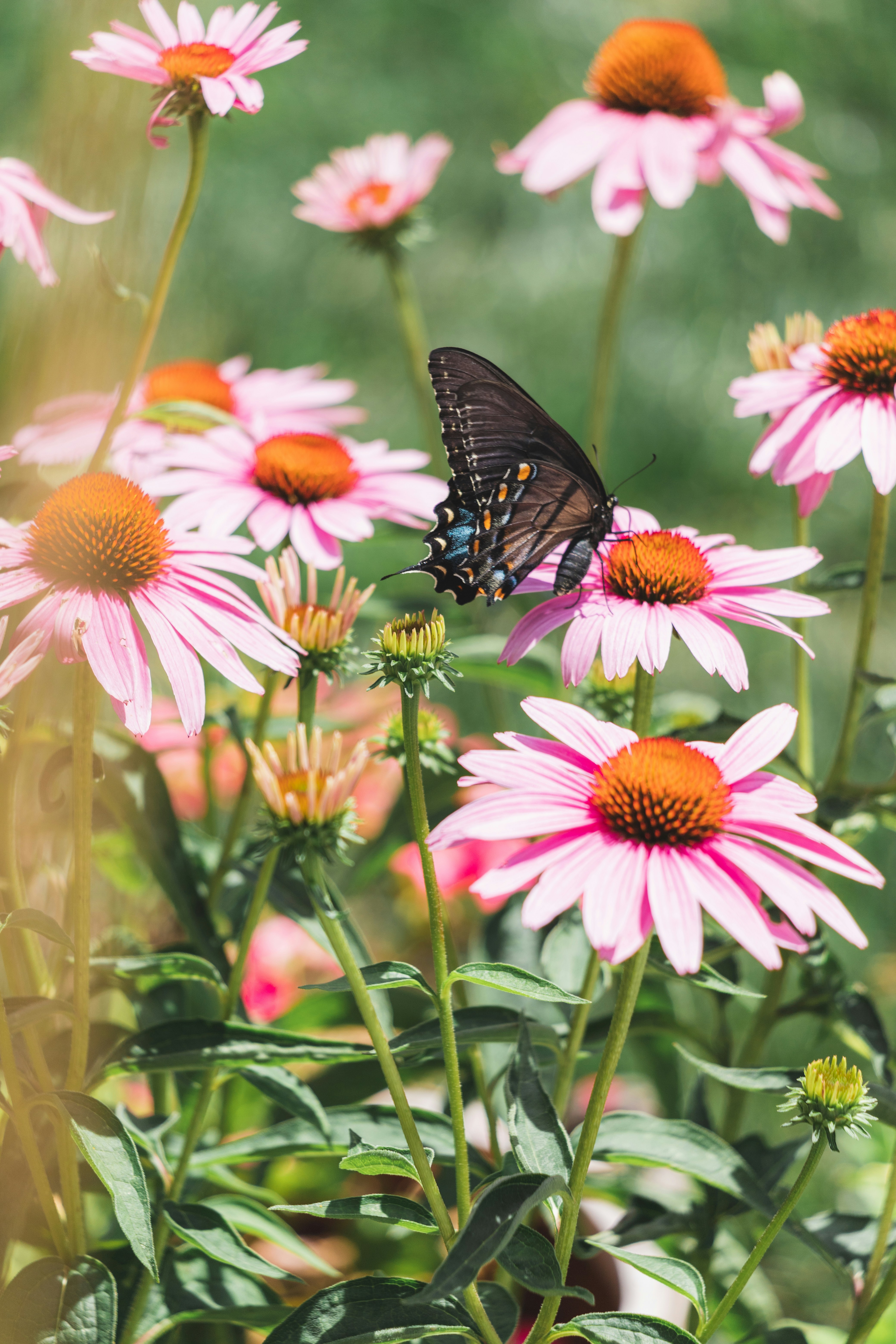 Photo by jewelsiepoo