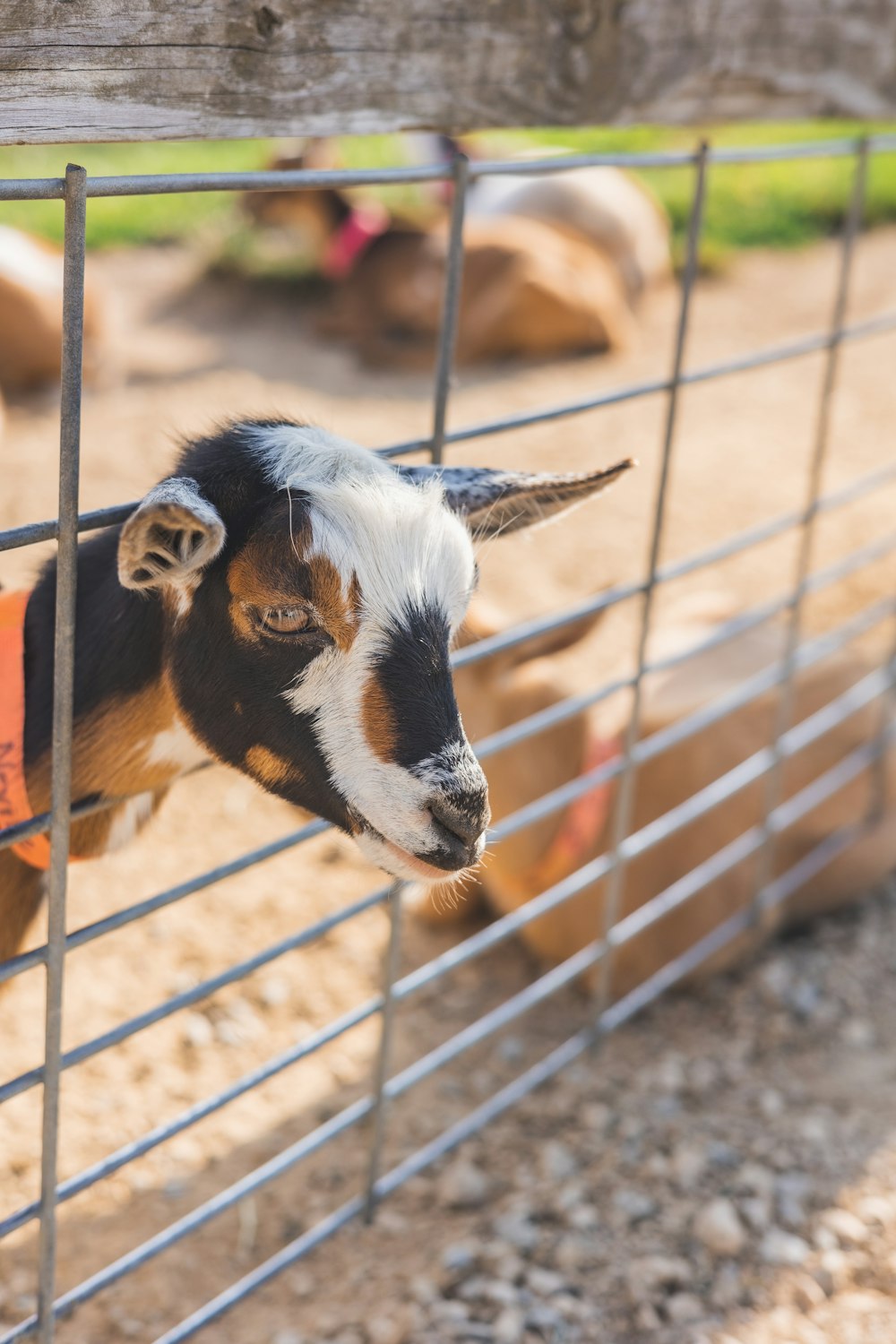 a goat behind a fence