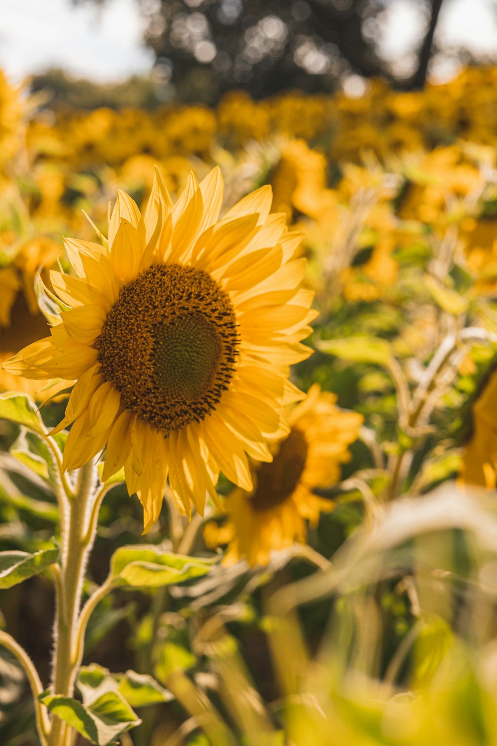 a close up of a sunflower