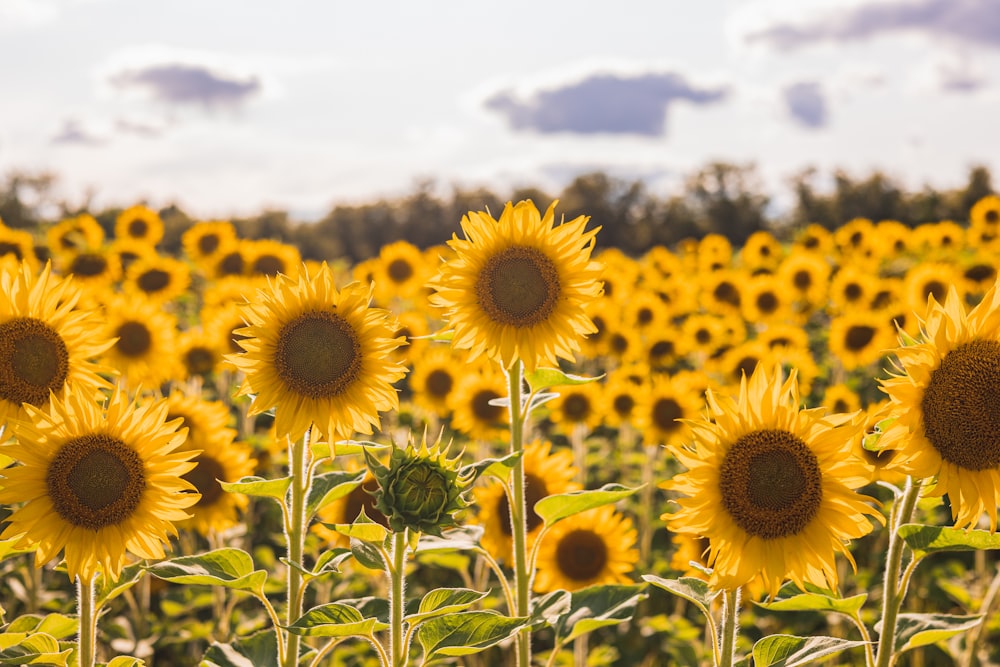 a field of sunflowers