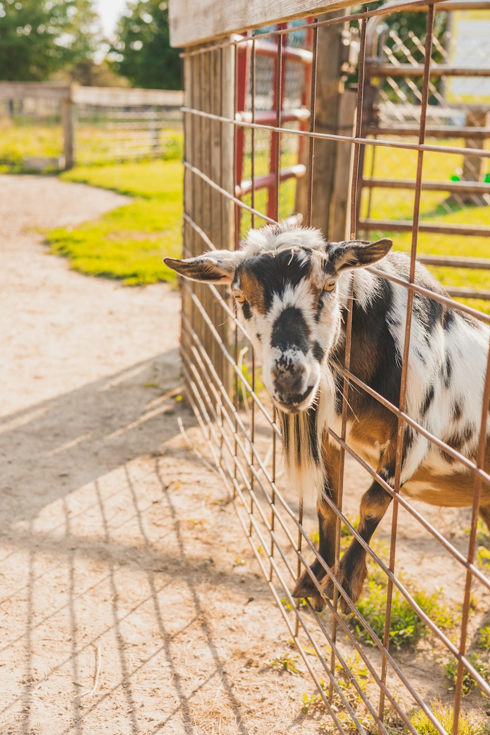a goat in a fenced in area