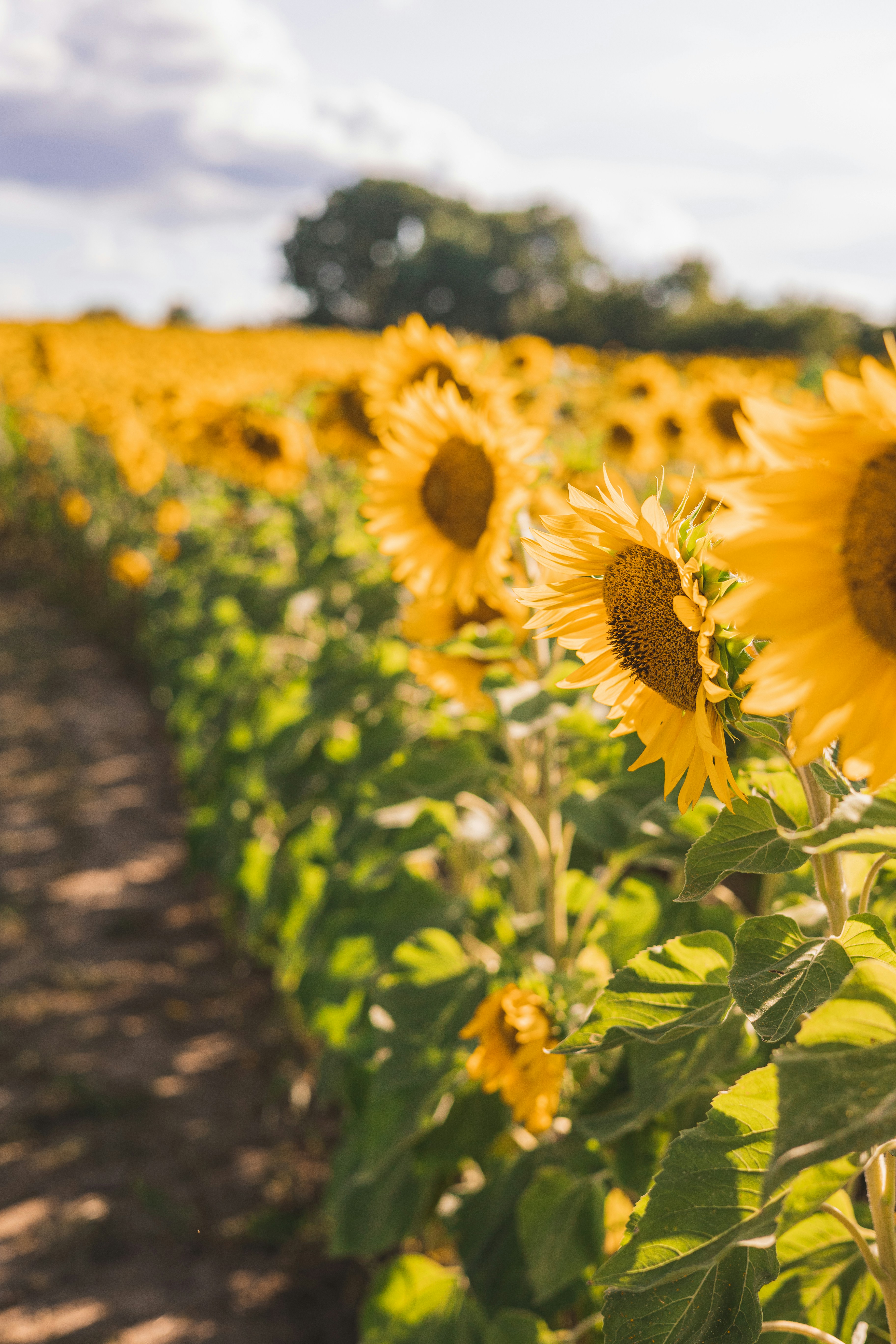 Photo by jewelsiepoo