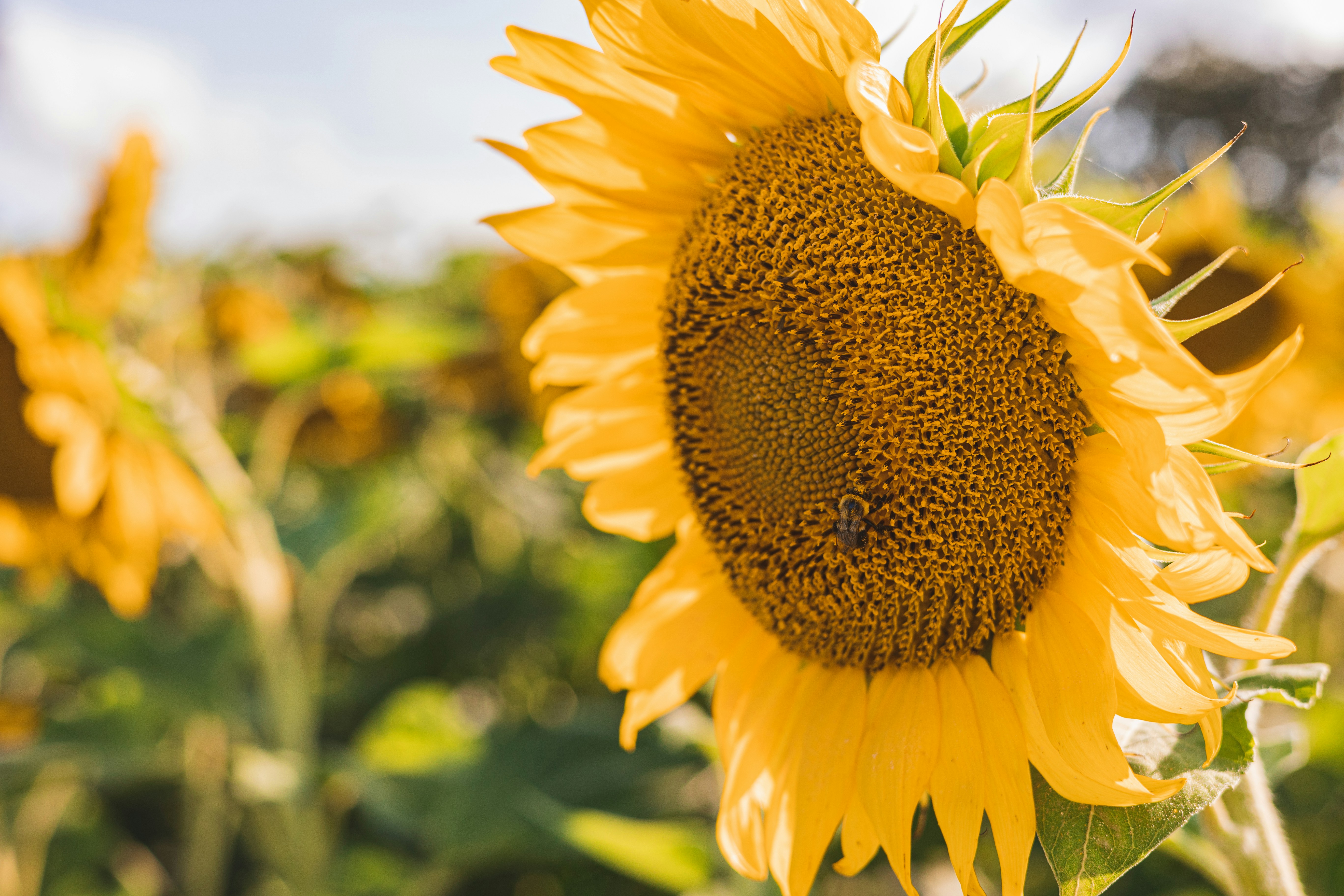 Photo by jewelsiepoo