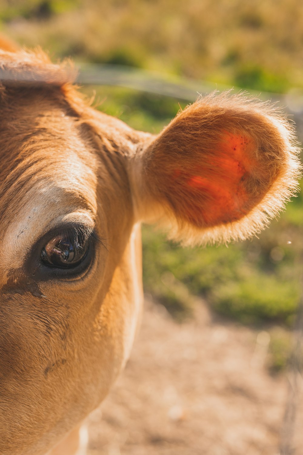 a close up of a cow's face