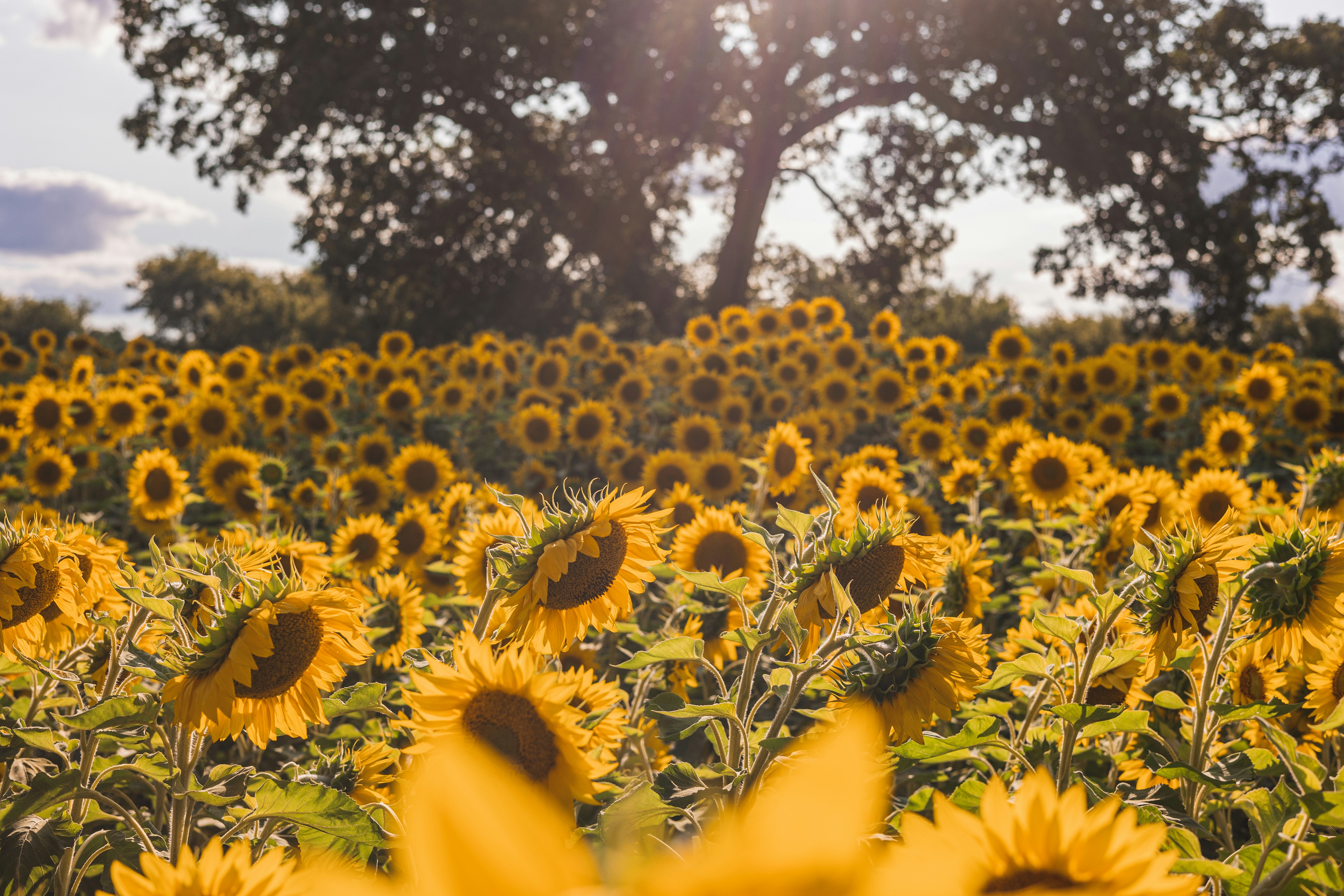 Photo by jewelsiepoo