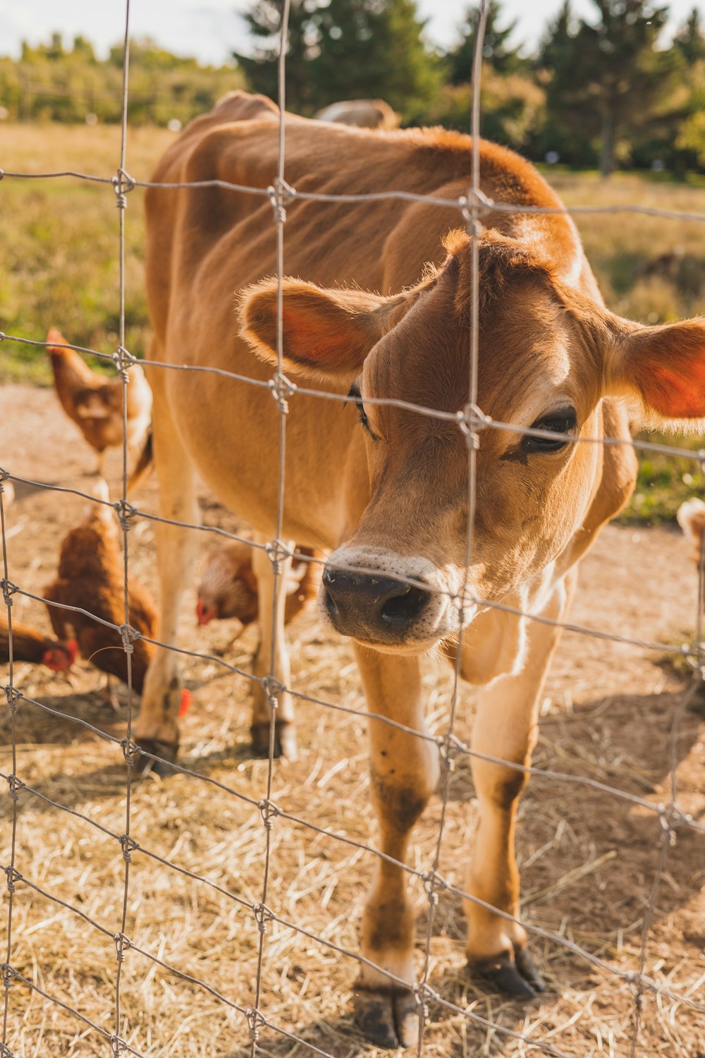 a cow standing in a fenced in area