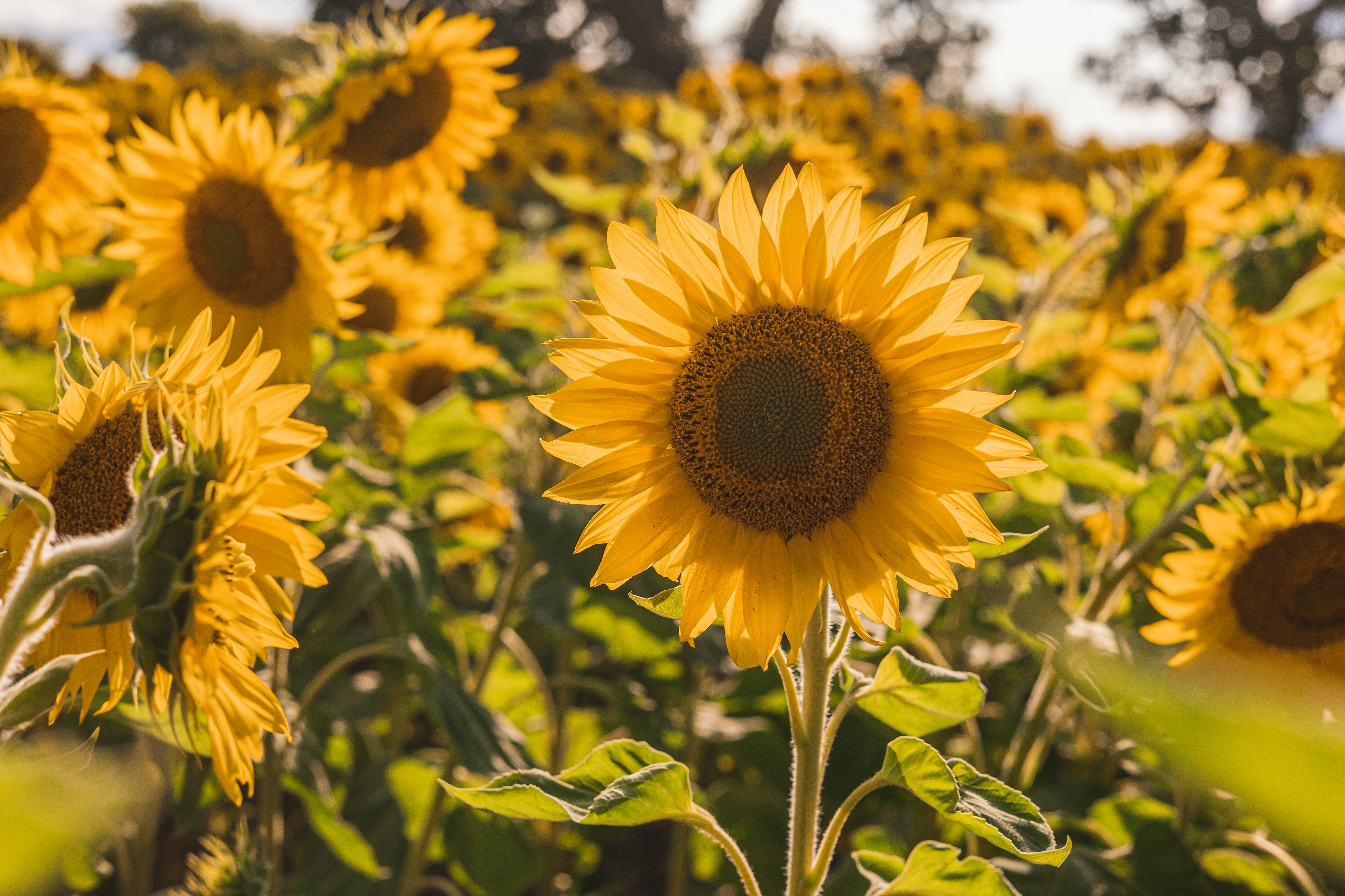 Photo by jewelsiepoo