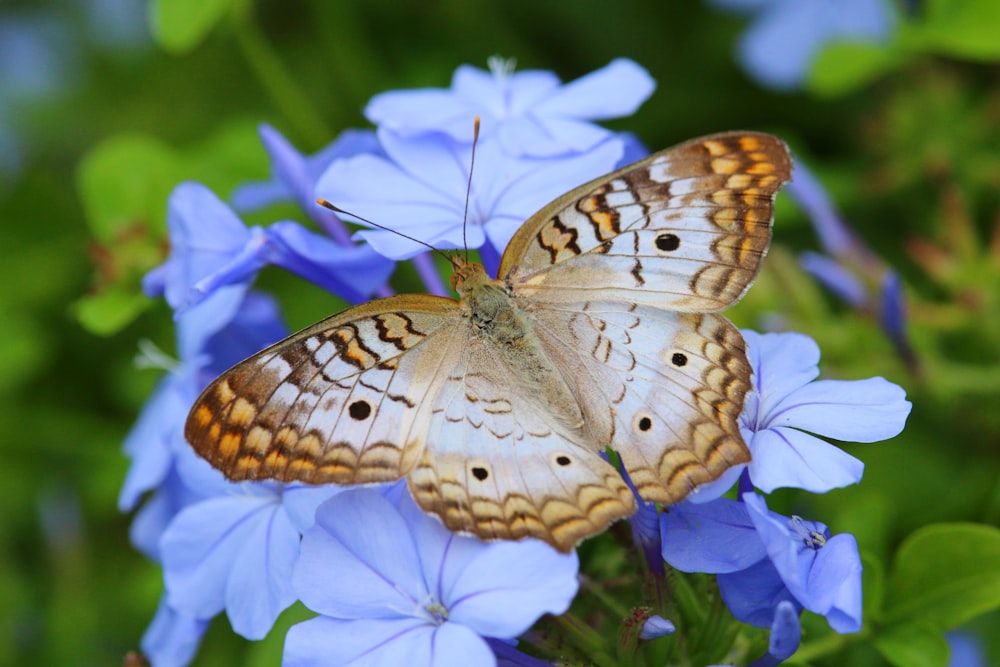 una mariposa en una flor