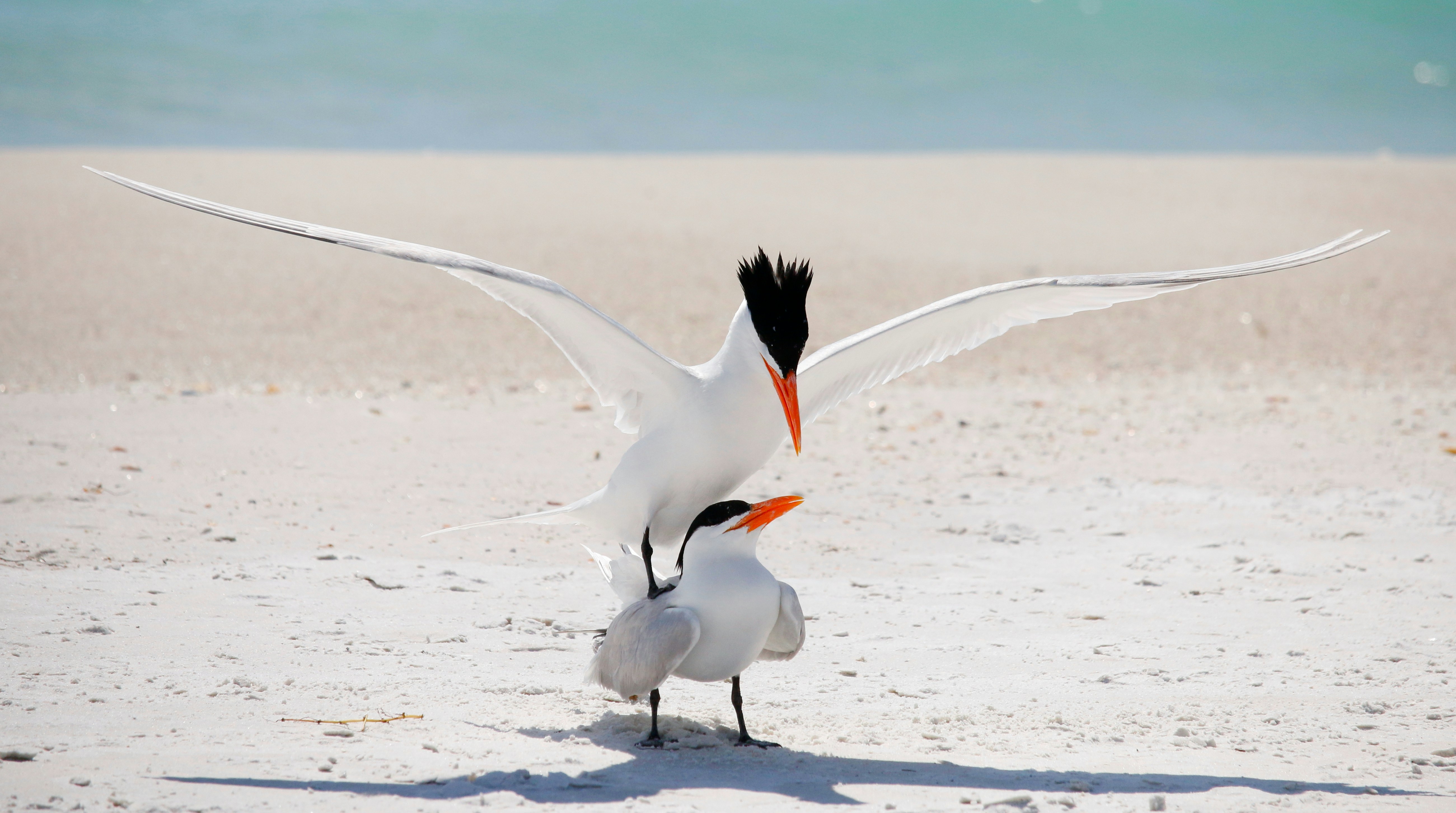 Photo by goldenplover31