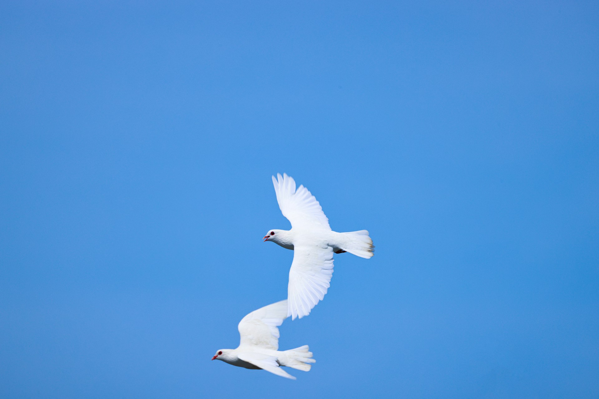a white bird flying in the sky