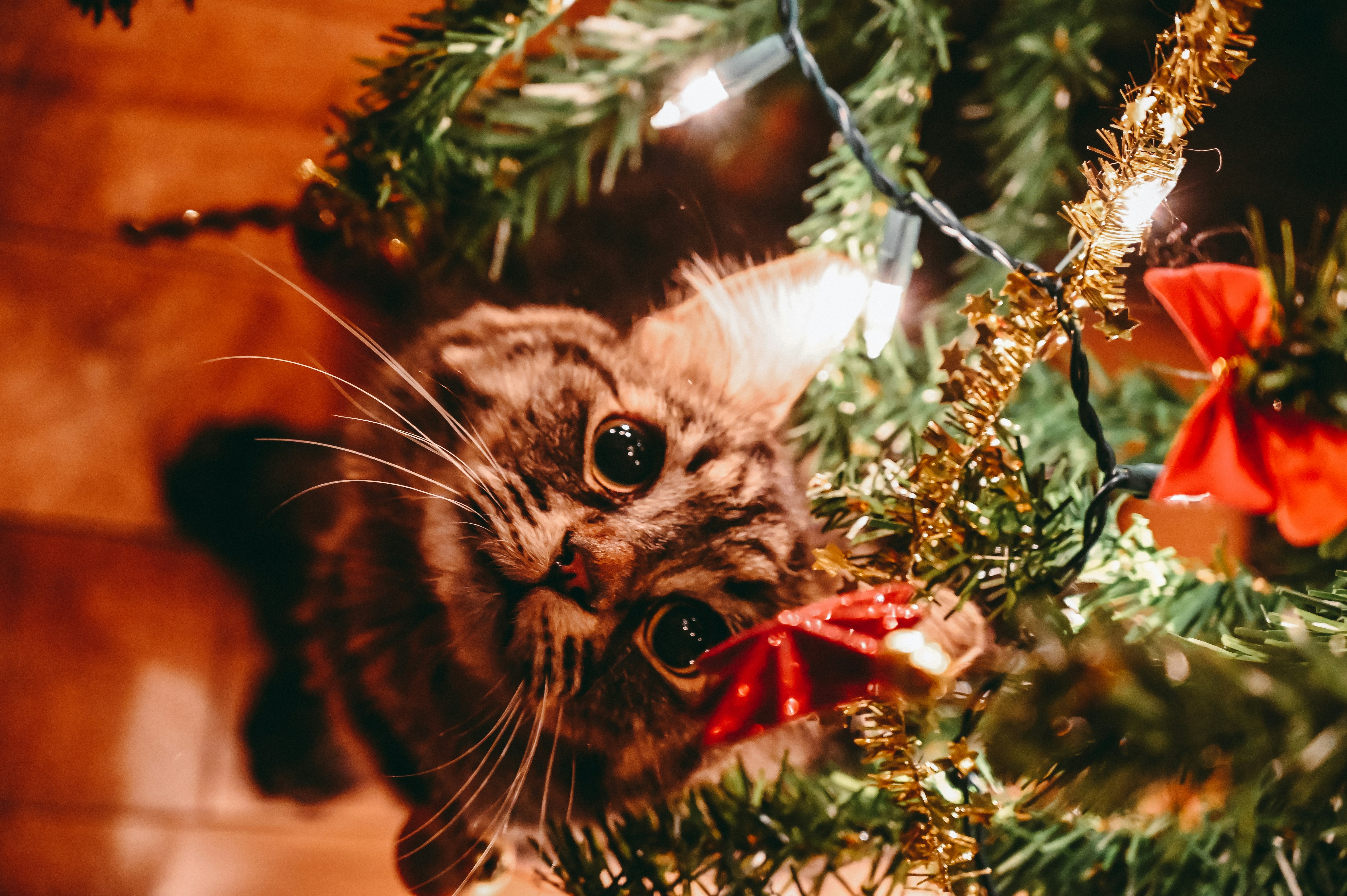 How to Celebrate Christmas with a Pet