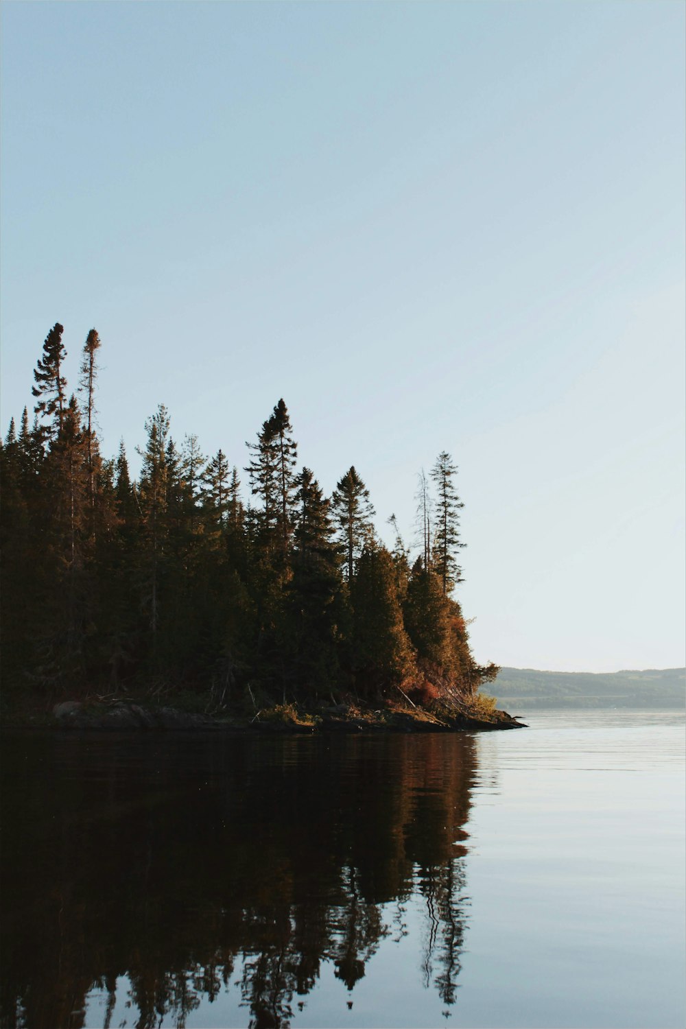 a group of trees on a small island in a body of water