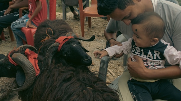 A man holding a baby is interacting with several large black goats with curled horns, each adorned with a red ribbon. The scene takes place outdoors, with other people seated on plastic chairs in the background.