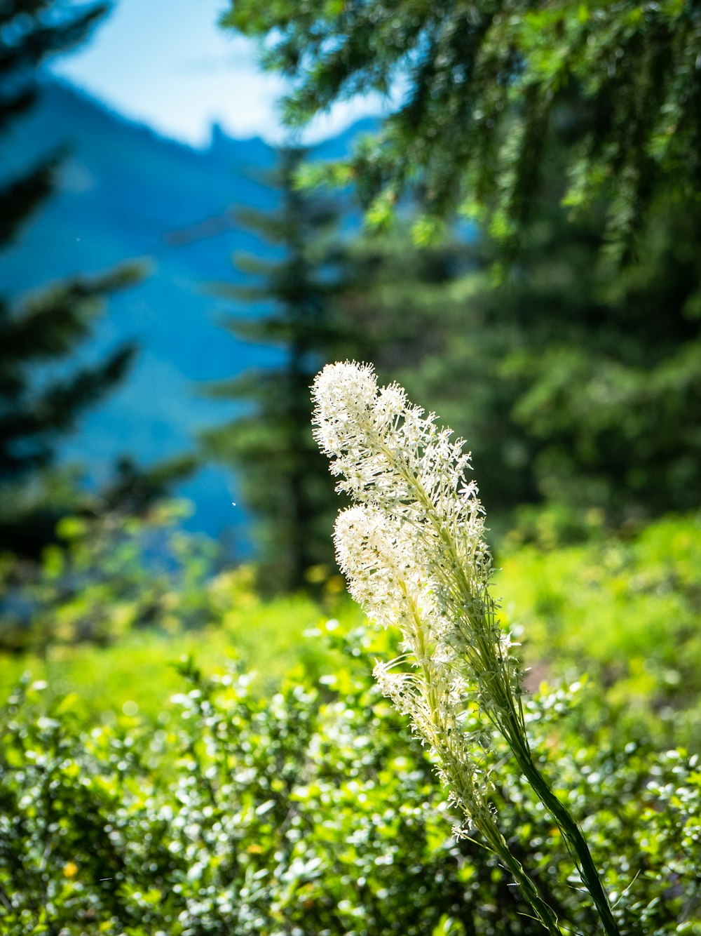 a close up of a flower