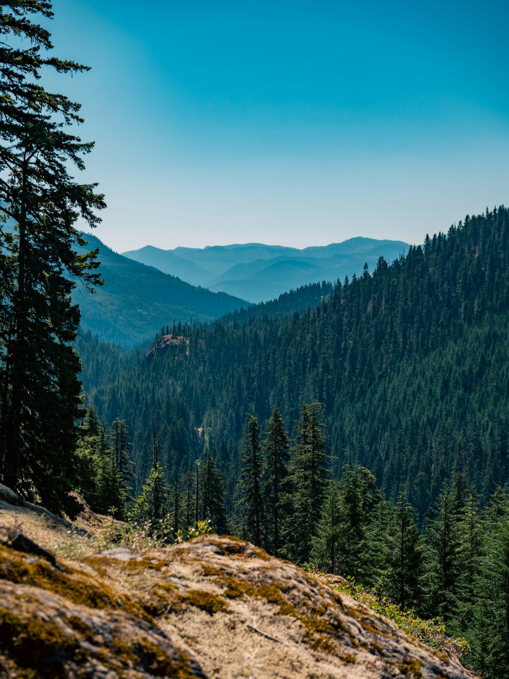 a landscape with trees and mountains