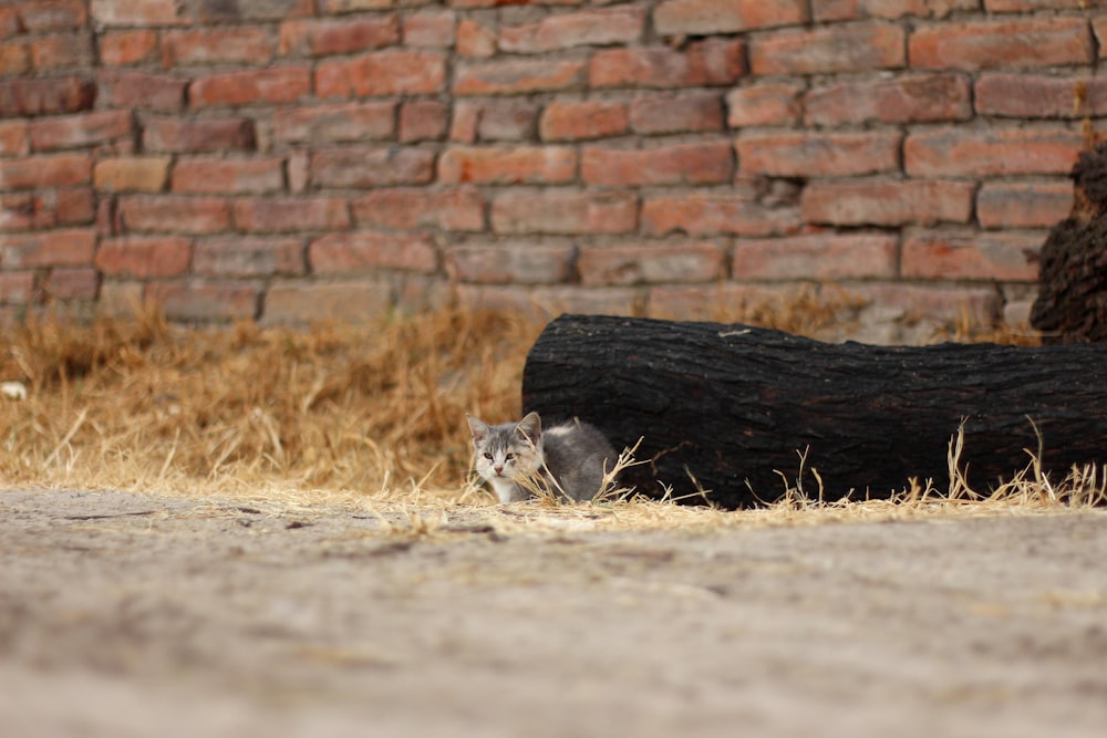 a large rodent lying on the ground next to a brick wall
