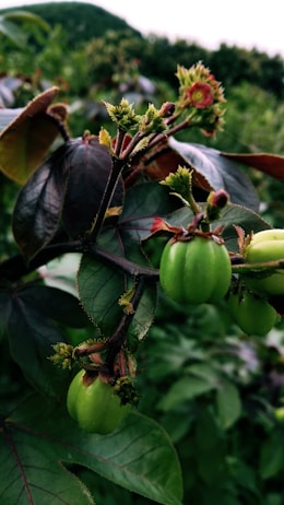 Vibrant green fruits hang from a plant with dark, glossy leaves. The stems and branches have small thorns and are accented by delicate, yellow-green blooms. The background is a lush, blurred expanse of greenery.
