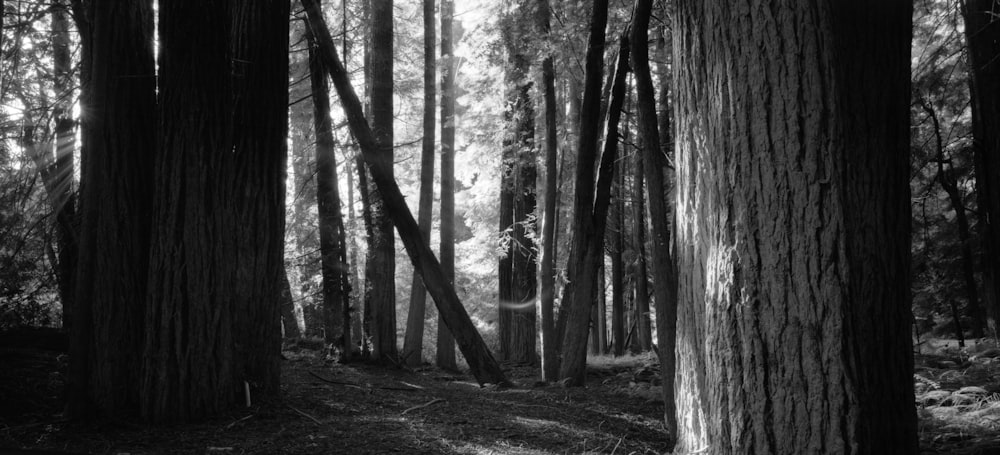 a forest with tall trees