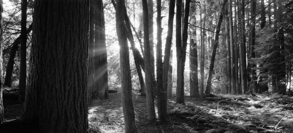 a forest with tall trees