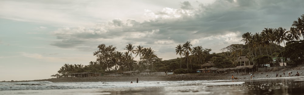 a beach with palm trees