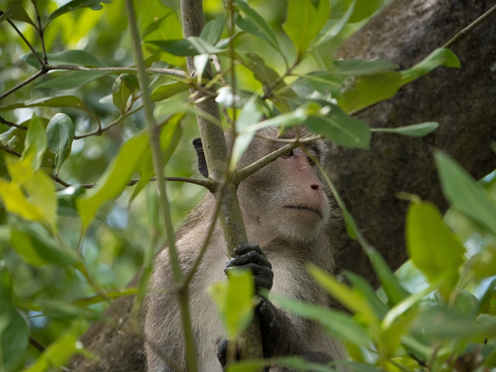 a monkey in a tree