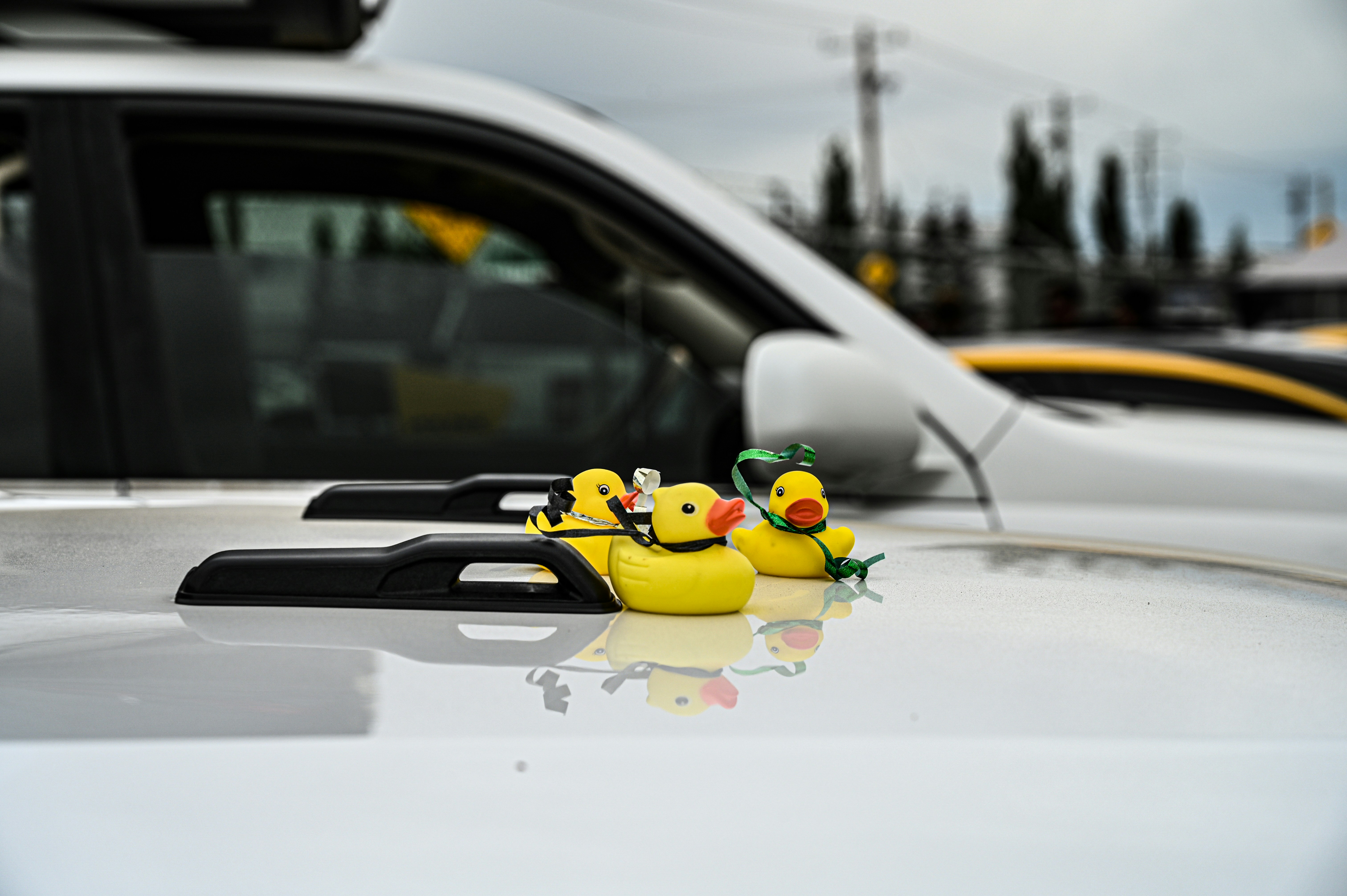 a pair of rubber ducks on a car dashboard