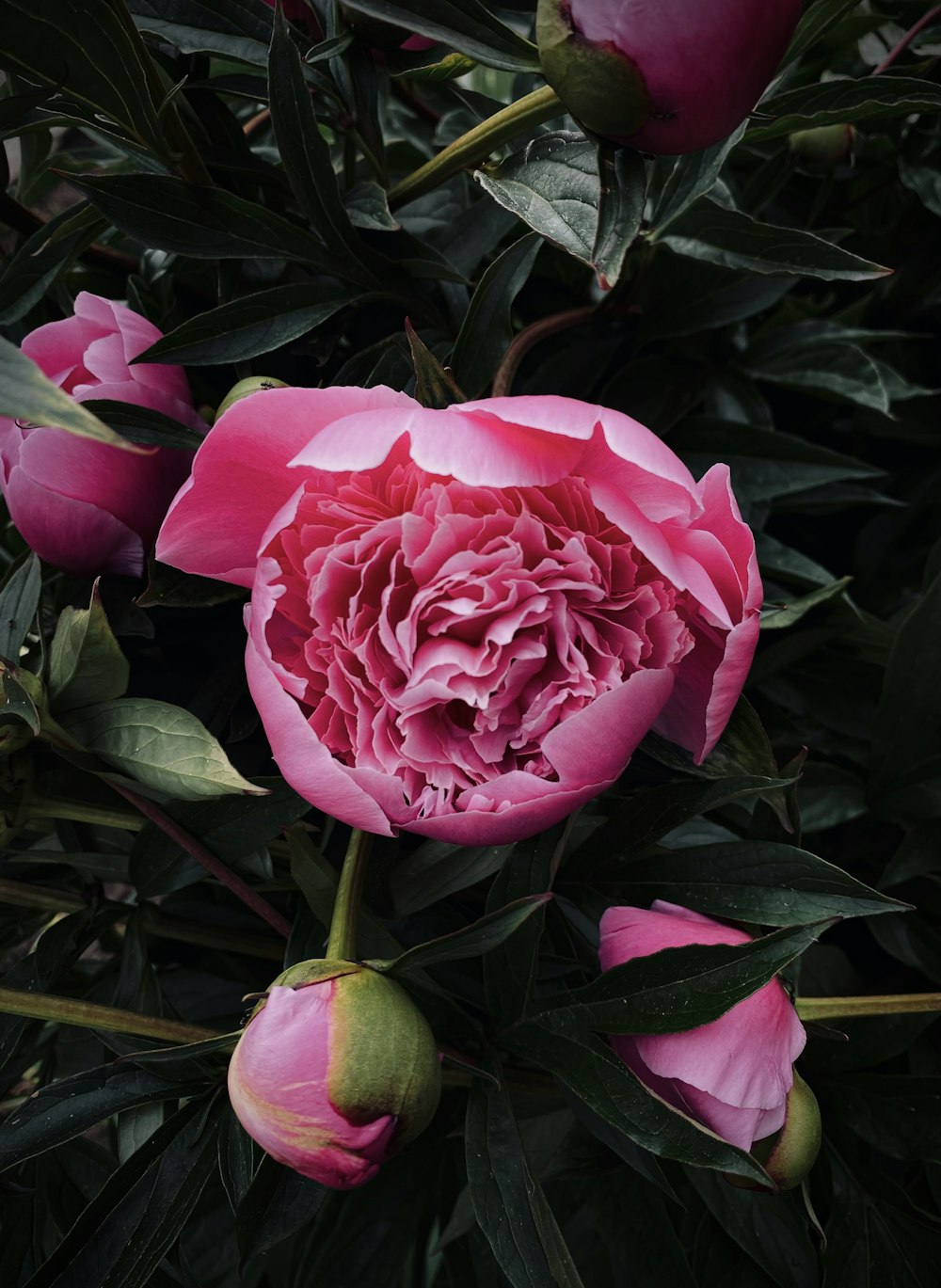 a pink flower with green leaves